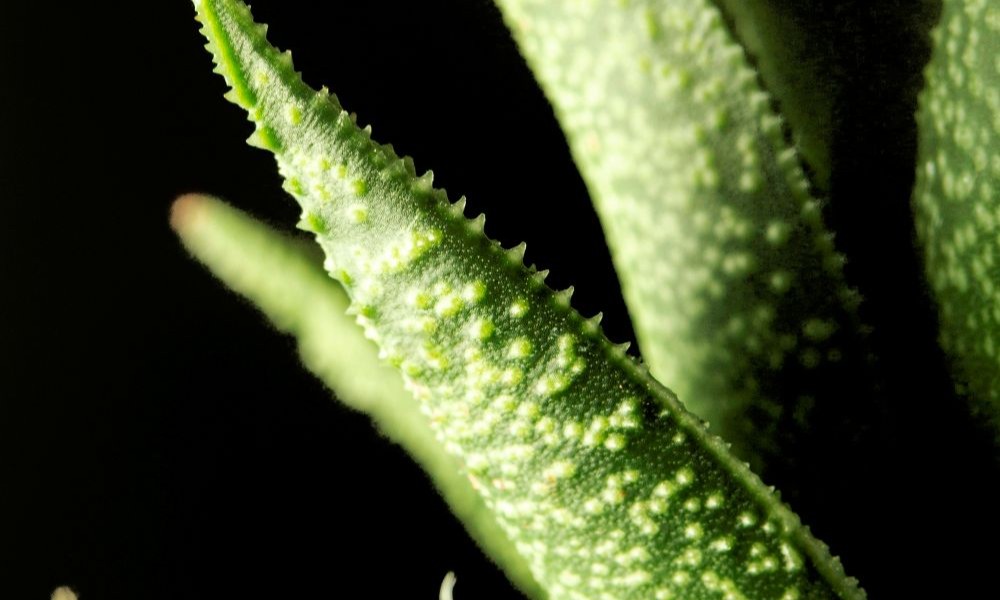 Hvorfor brukes aloe vera i hudpleie?
